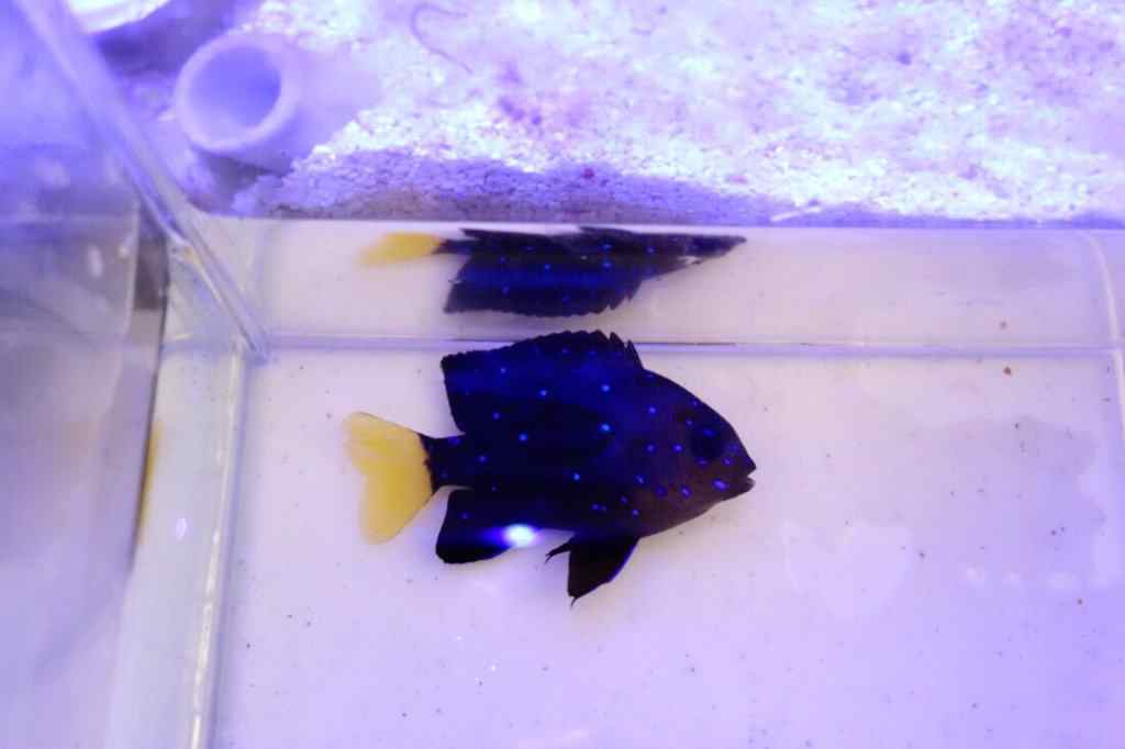 Jewel Damselfish