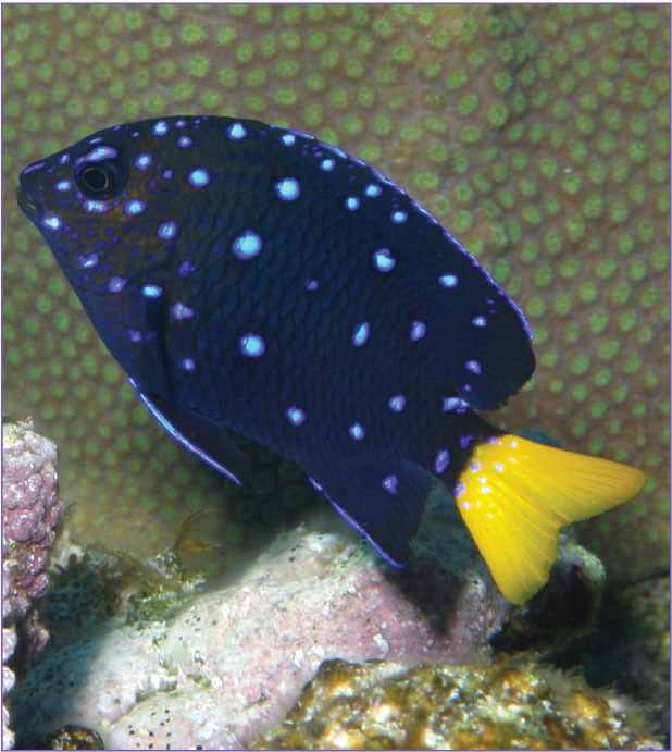 Jewel Damselfish