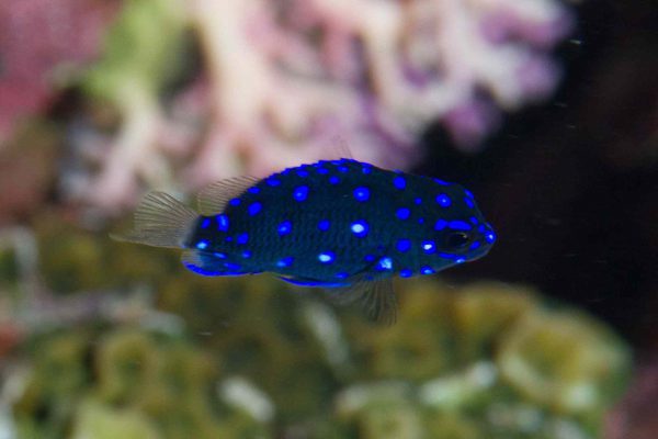 Jewel Damselfish