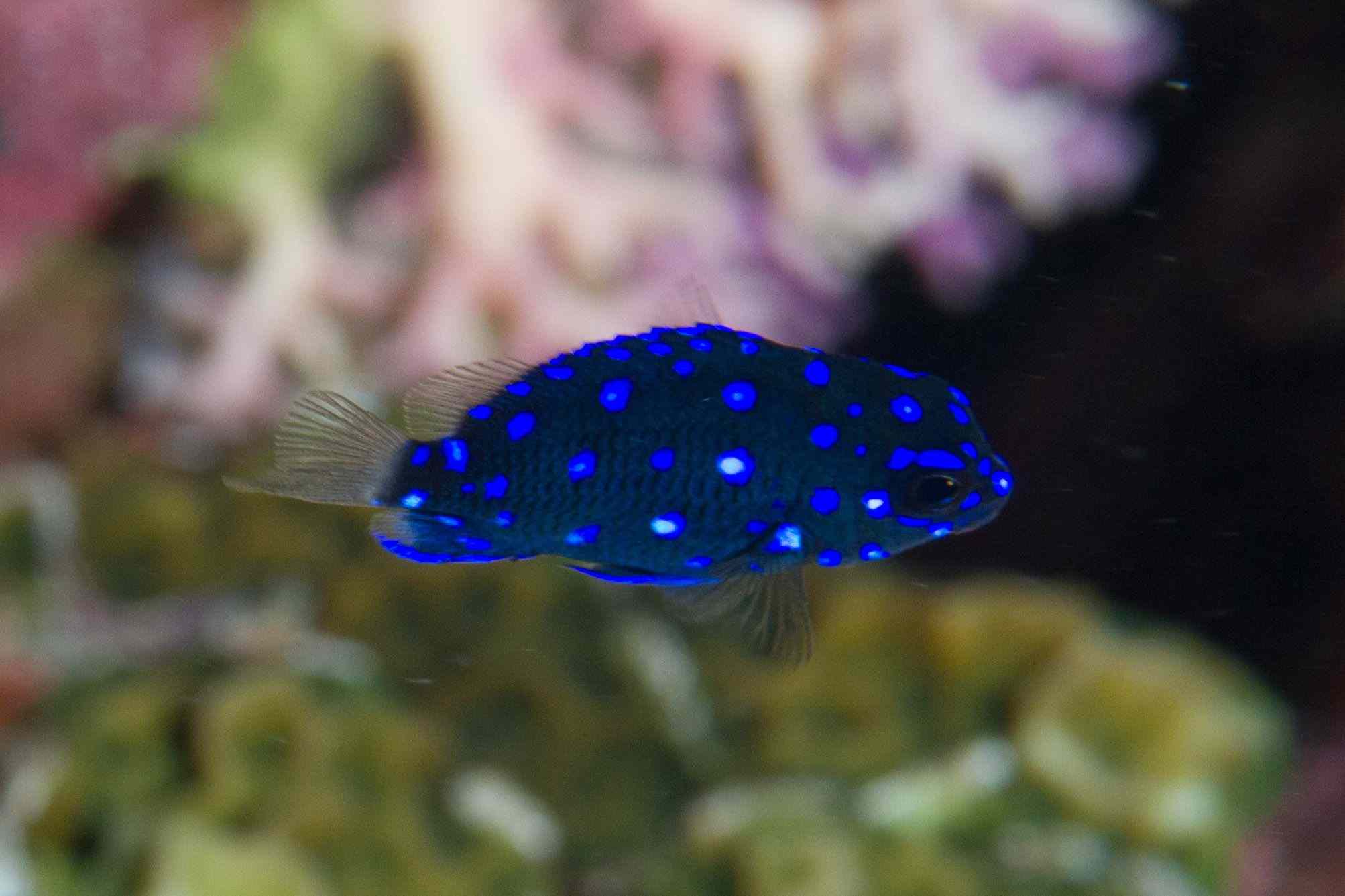Jewel Damselfish