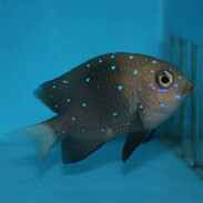 Jewel Damselfish