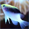 Rolland's Damselfish