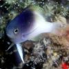 Rolland's Damselfish