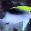 Rolland's Damselfish