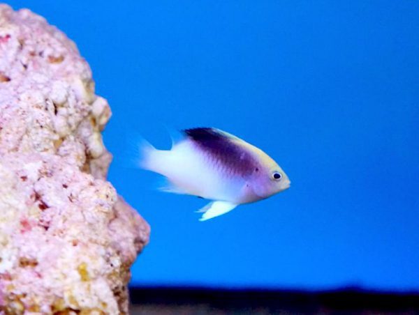 Rolland's Damselfish