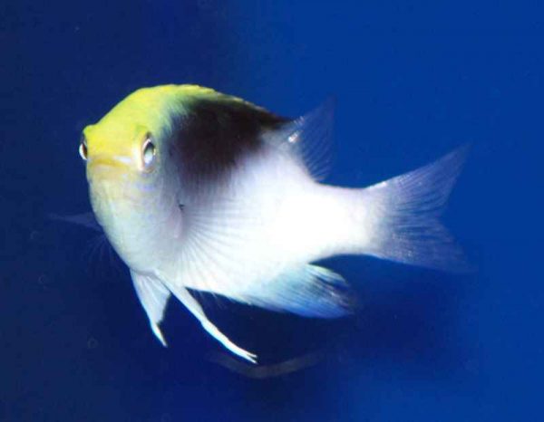 Rolland's Damselfish