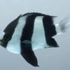 Three Stripe Damselfish