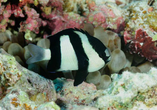 Three Stripe Damselfish