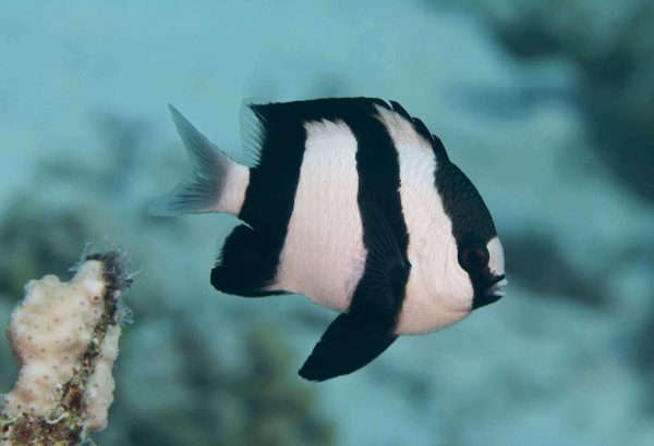 Three Stripe Damselfish