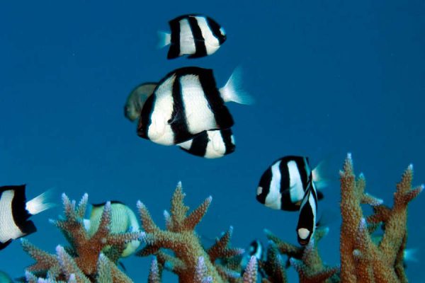 Three Stripe Damselfish