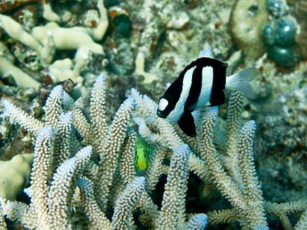 Three Stripe Damselfish
