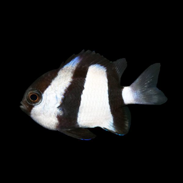 Three Stripe Damselfish