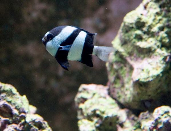 Three Stripe Damselfish