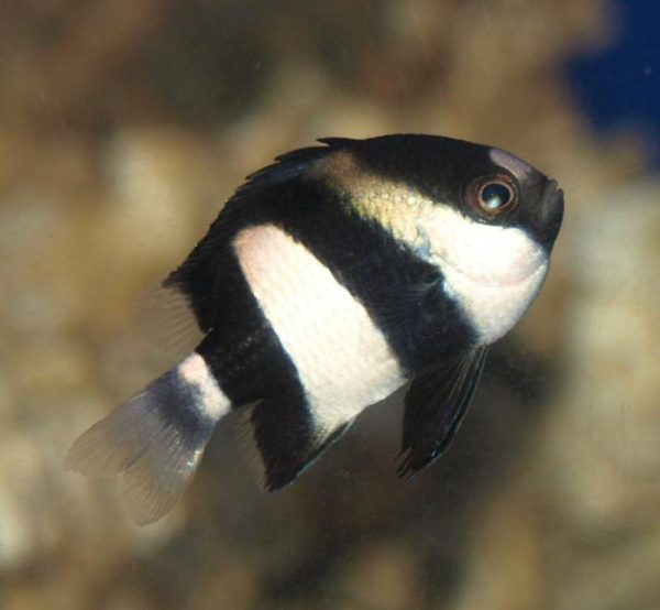 Three Stripe Damselfish