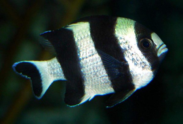 Three Stripe Damselfish