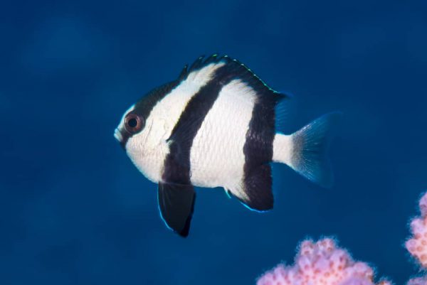 Three Stripe Damselfish