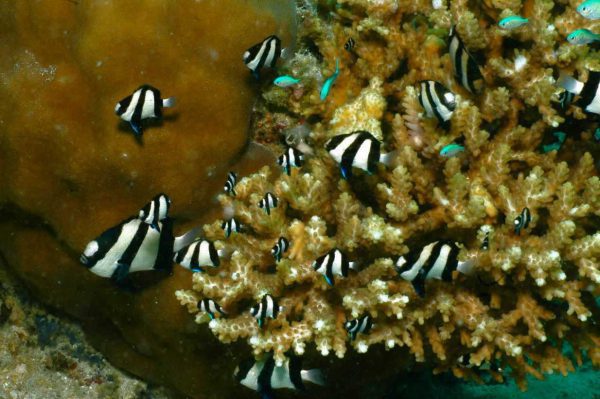 Three Stripe Damselfish