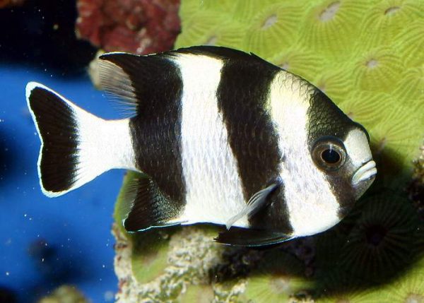 Three Stripe Damselfish