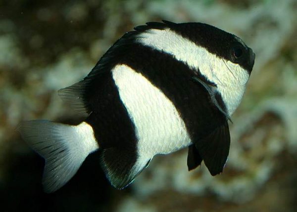 Three Stripe Damselfish