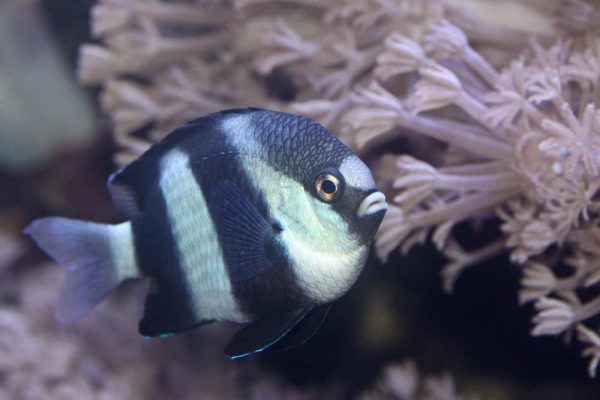 Three Stripe Damselfish