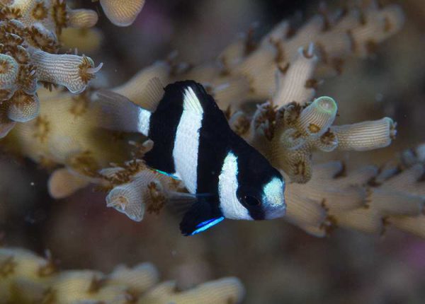 Three Stripe Damselfish