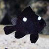 Three Spot Domino Damselfish