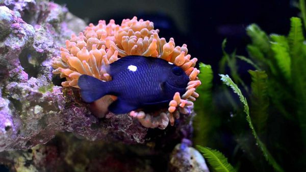 Three Spot Domino Damselfish