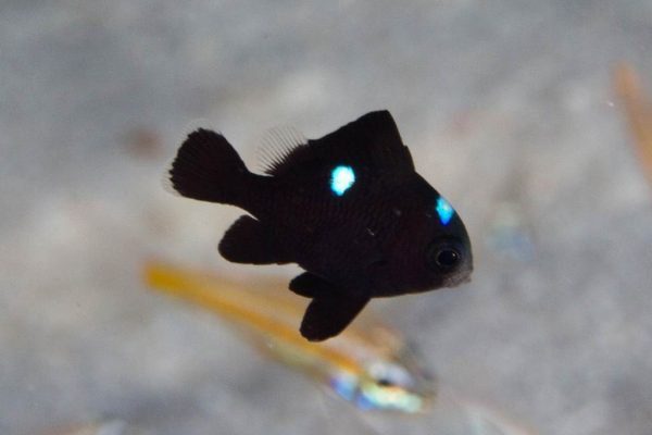 دامسل سه خال