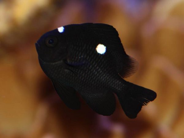 دامسل سه خال