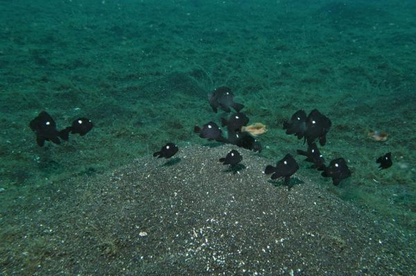 دامسل سه خال