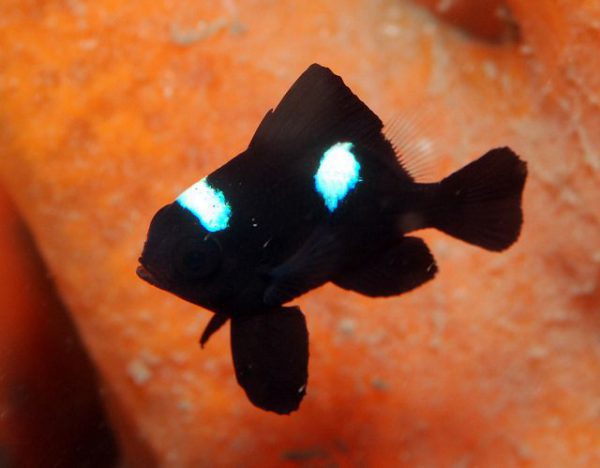 Three Spot Domino Damselfish