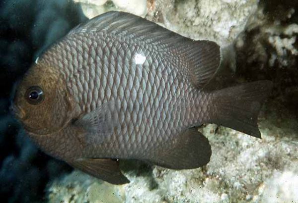 Three Spot Domino Damselfish