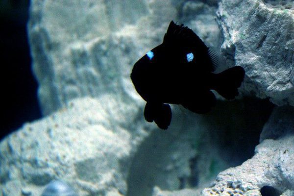 Three Spot Domino Damselfish