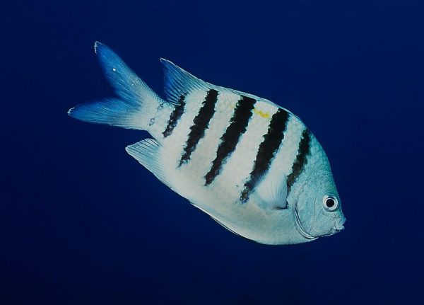 دامسل ملوان