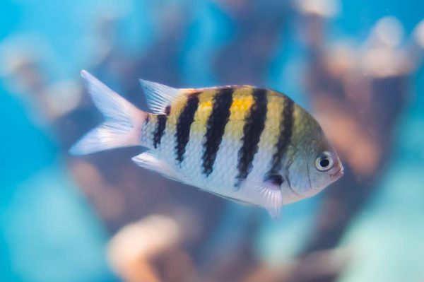 دامسل ملوان