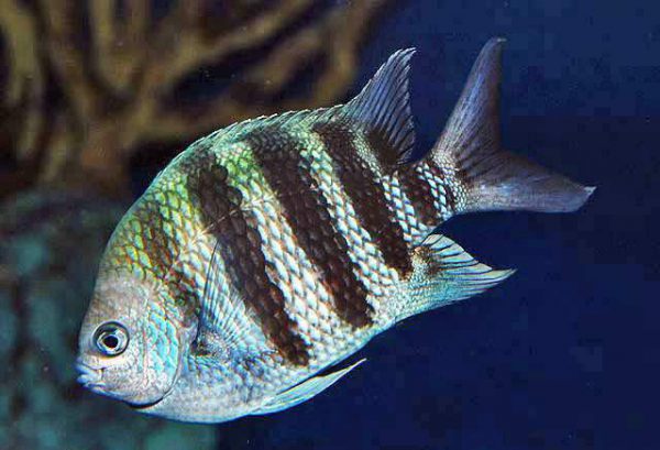 دامسل ملوان