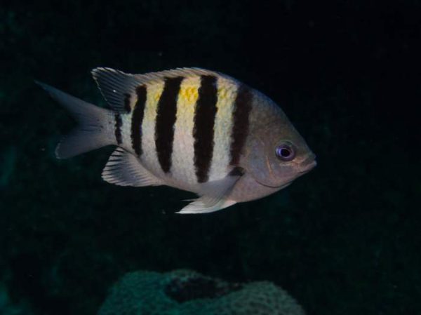 دامسل ملوان