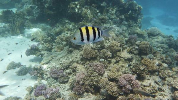 دامسل ملوان