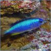 Neon Damselfish