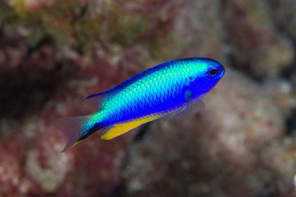 Neon Damselfish