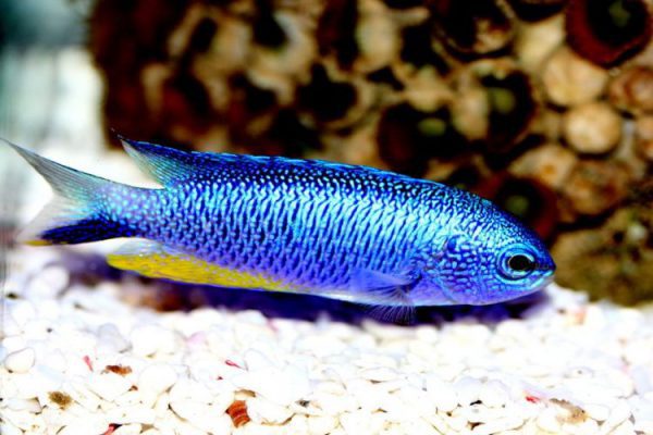 Neon Damselfish