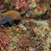 Ocellate Damselfish