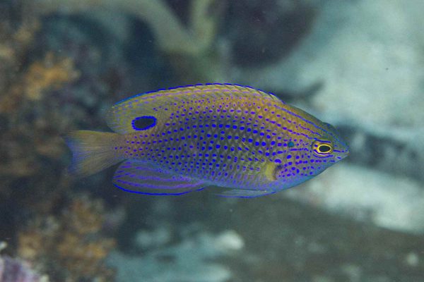 Ocellate Damselfish