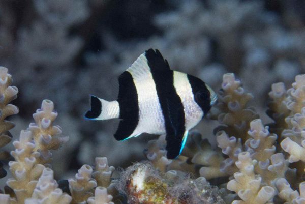 دامسل چهار خط