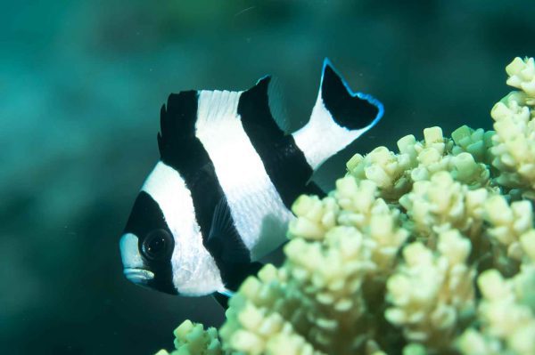 دامسل چهار خط