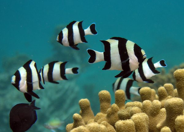 دامسل چهار خط