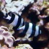 Four Stripe Damselfish