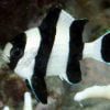 Four Stripe Damselfish