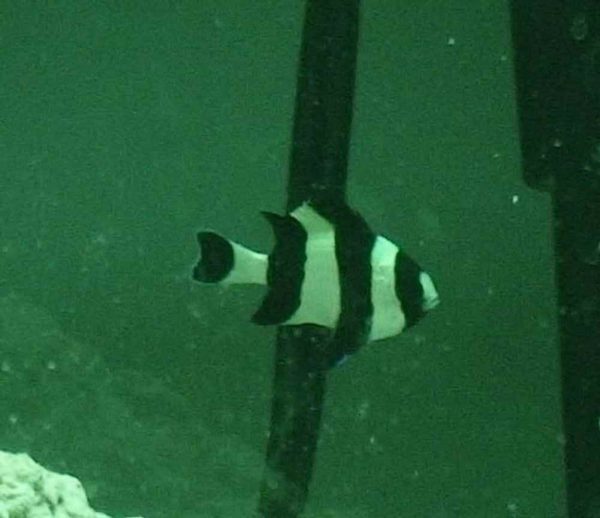 دامسل چهار خط