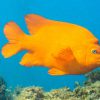 Garibaldi Damsel